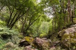 Cubo de la Galga, Landschaftsfotografie, Urwald, Regenwald, Foto, La Palma