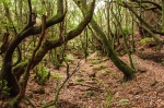 Urwald, Regenwald im Norden von La Palma, Foto, Bilder, Landschaftsfotografie
