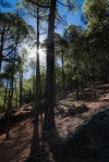 Kiefernwald der Caldera de Taburiente, La Palma, Foto, Sonne, Sonnenstrahlen, Licht, Schatten